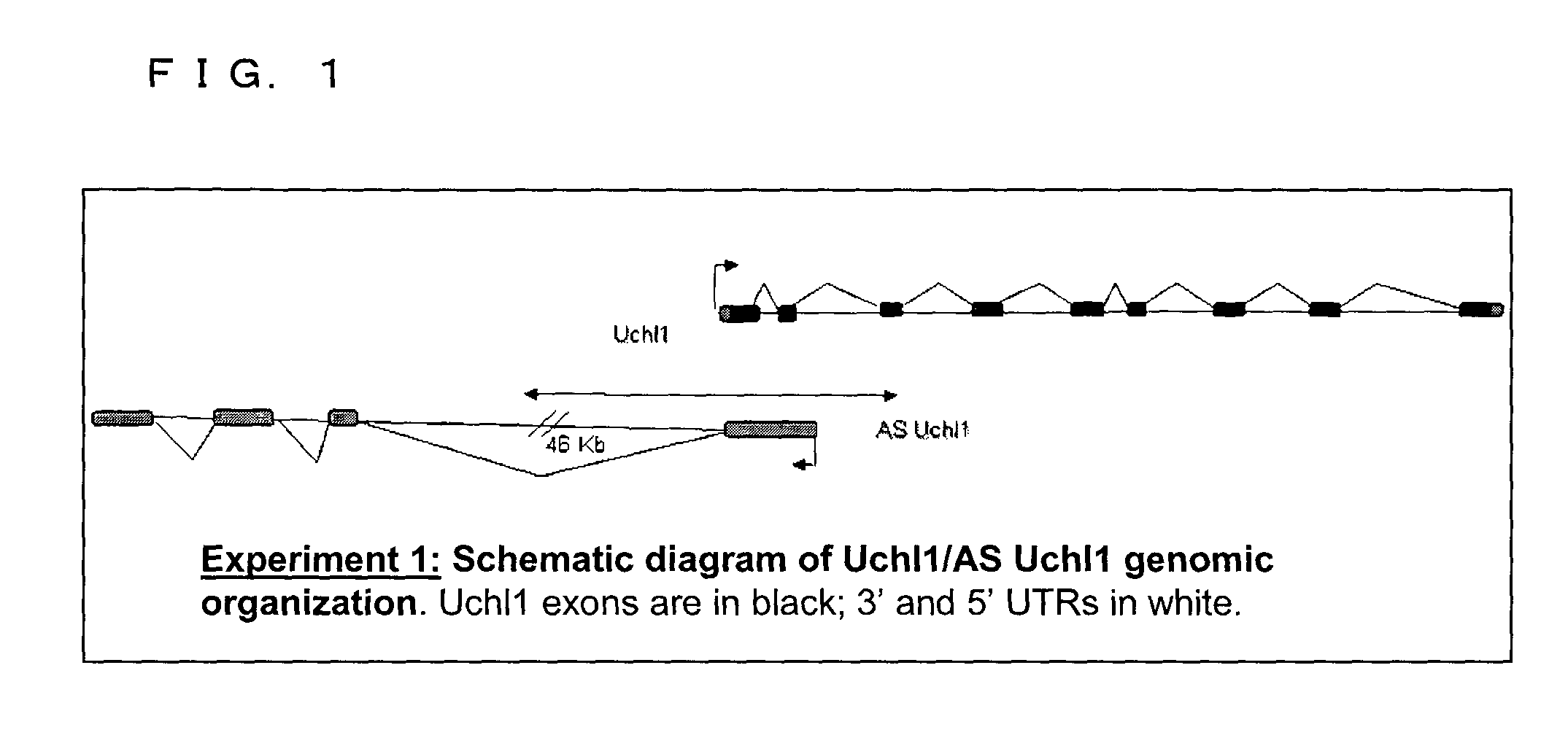 Functional nucleic acid molecule and use thereof