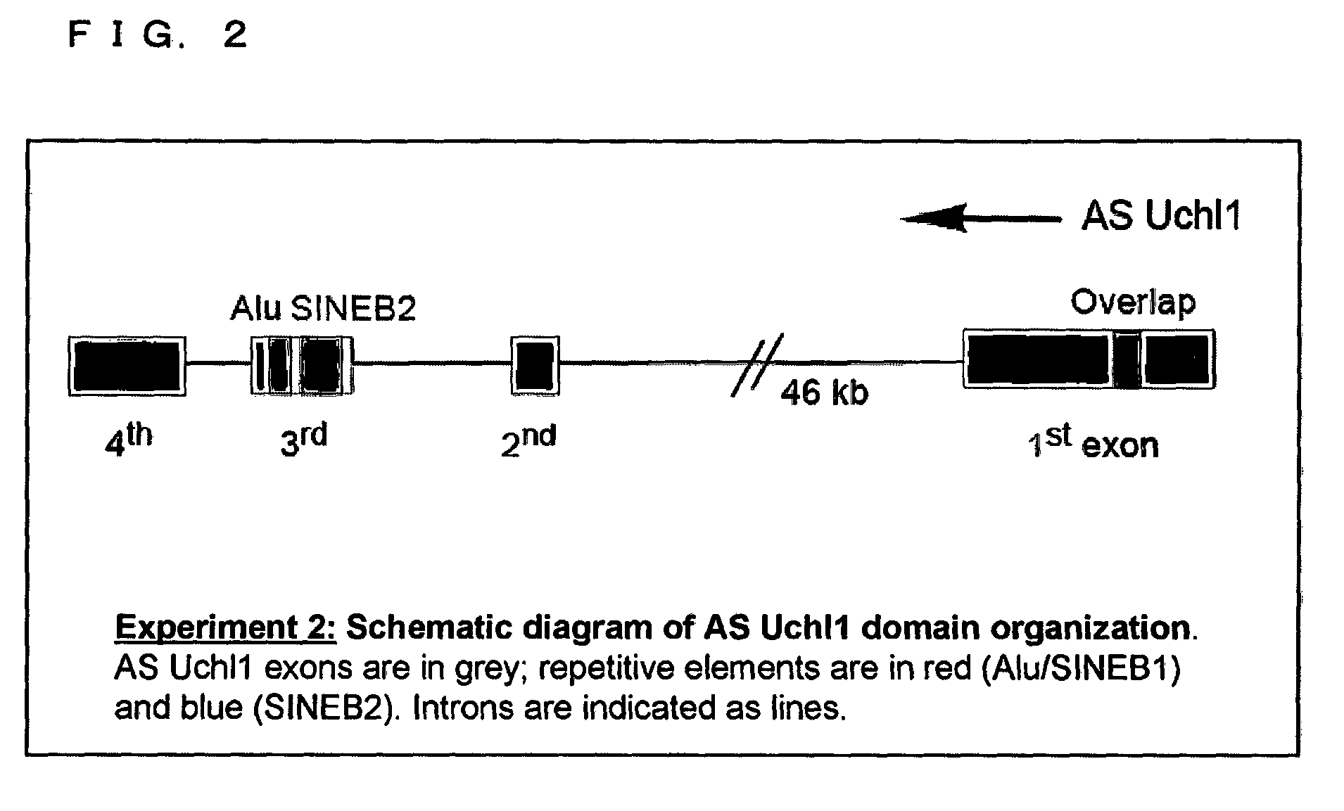 Functional nucleic acid molecule and use thereof