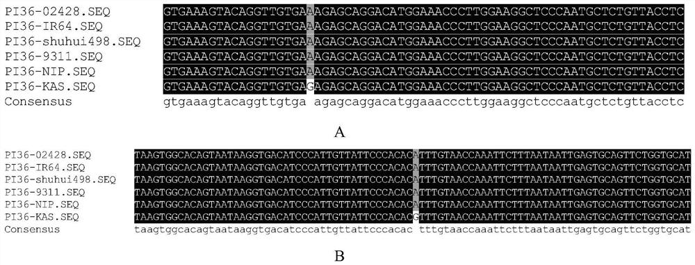 Rice Blast Resistance Gene pi36 Co-dominant Molecular Marker and Its Application