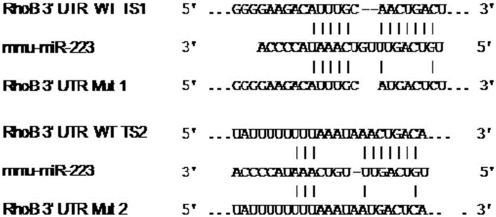 Application of small-molecule RNA and Rho kinase inhibitor