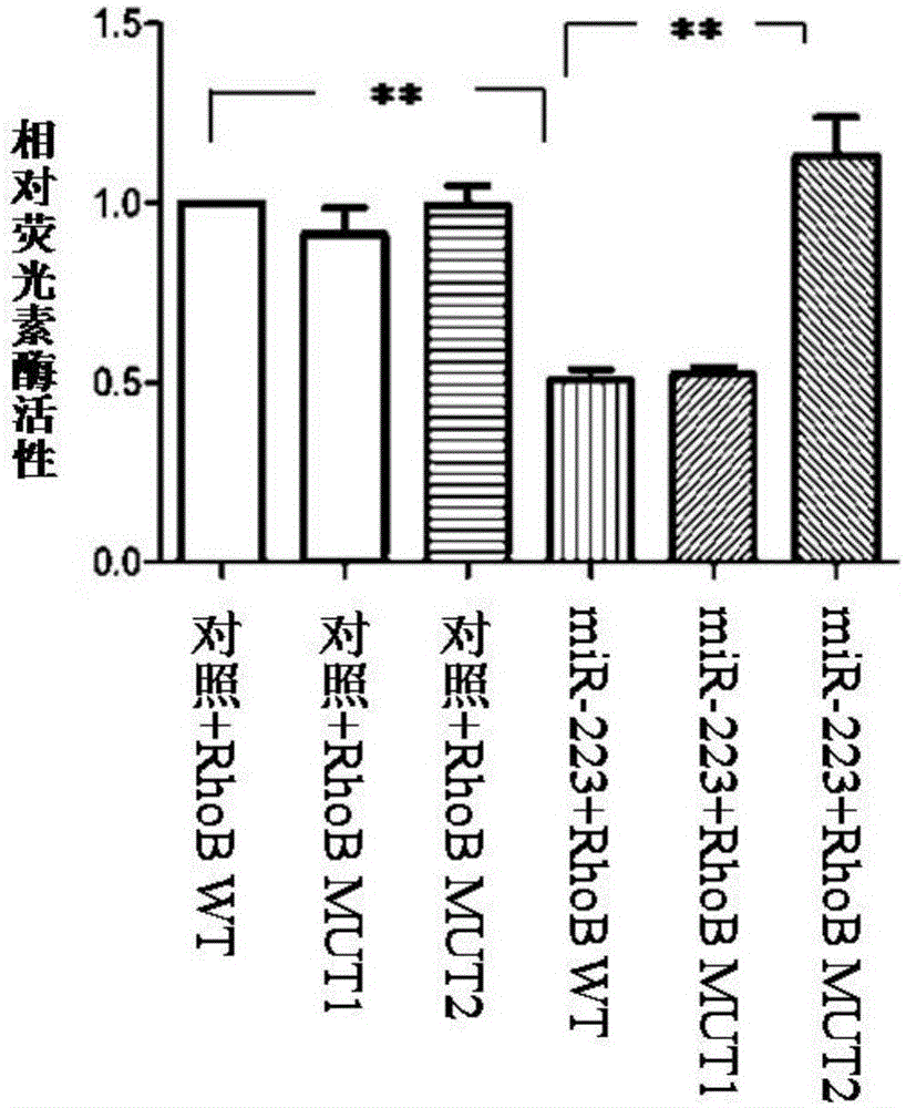 Application of small-molecule RNA and Rho kinase inhibitor