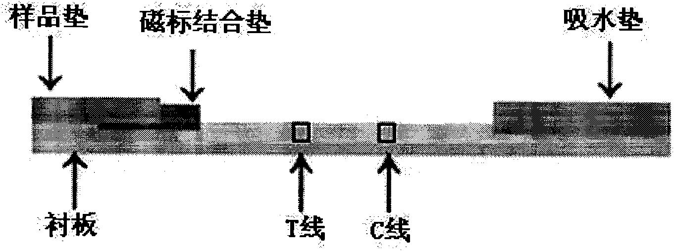 Immunity bead chromatograph test strip for quick testing ractopamine and preparation method thereof