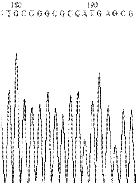Lipase mutant with improved heat stability, and construction method thereof