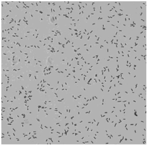 A kind of separation method and application of aminoglycoside antibiotic degrading bacteria fn-a2