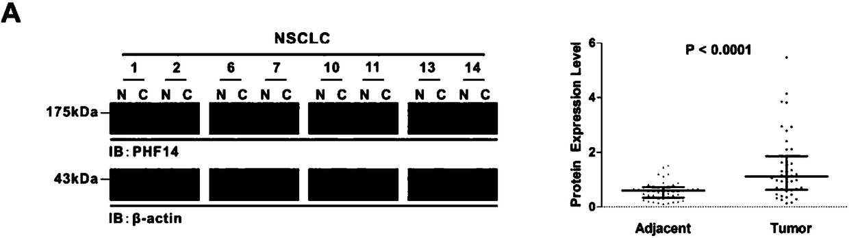 Function and use of PHF14