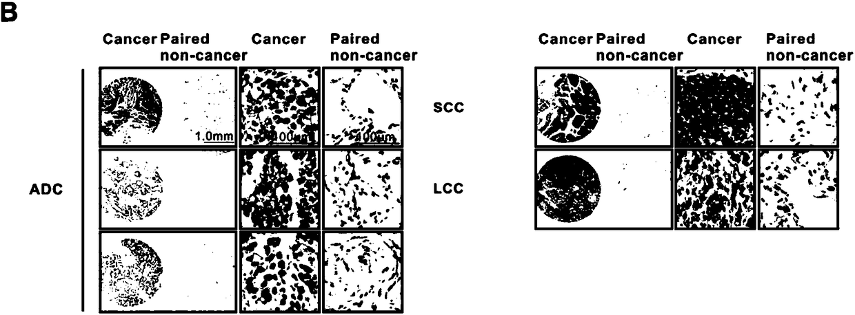 Function and use of PHF14