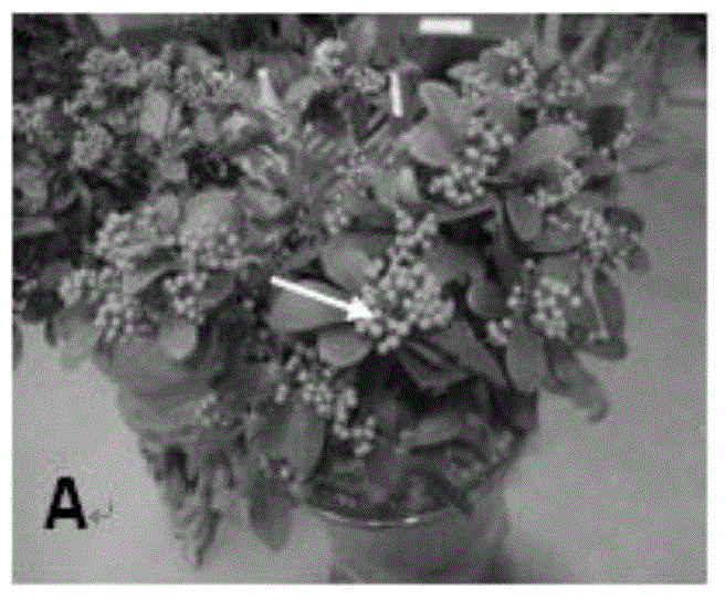 Method for in vitro intermediate propagation of skimmia reeuesiana