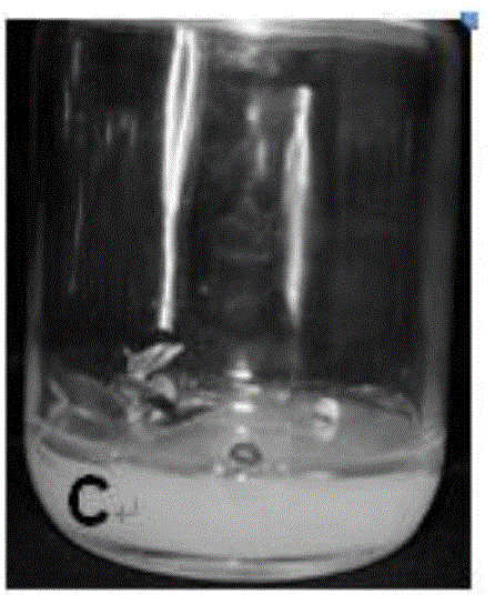 Method for in vitro intermediate propagation of skimmia reeuesiana
