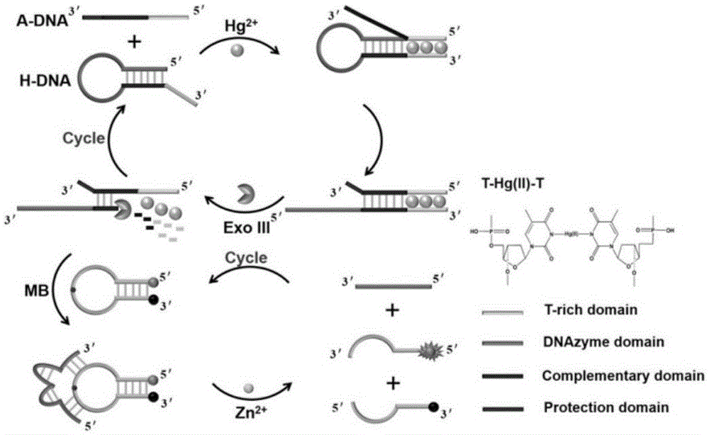 Application of dual application reaction of Exo (exonuclease) III-assisted cycle and DNAzyme cycle to Hg&lt;2+&gt; detection