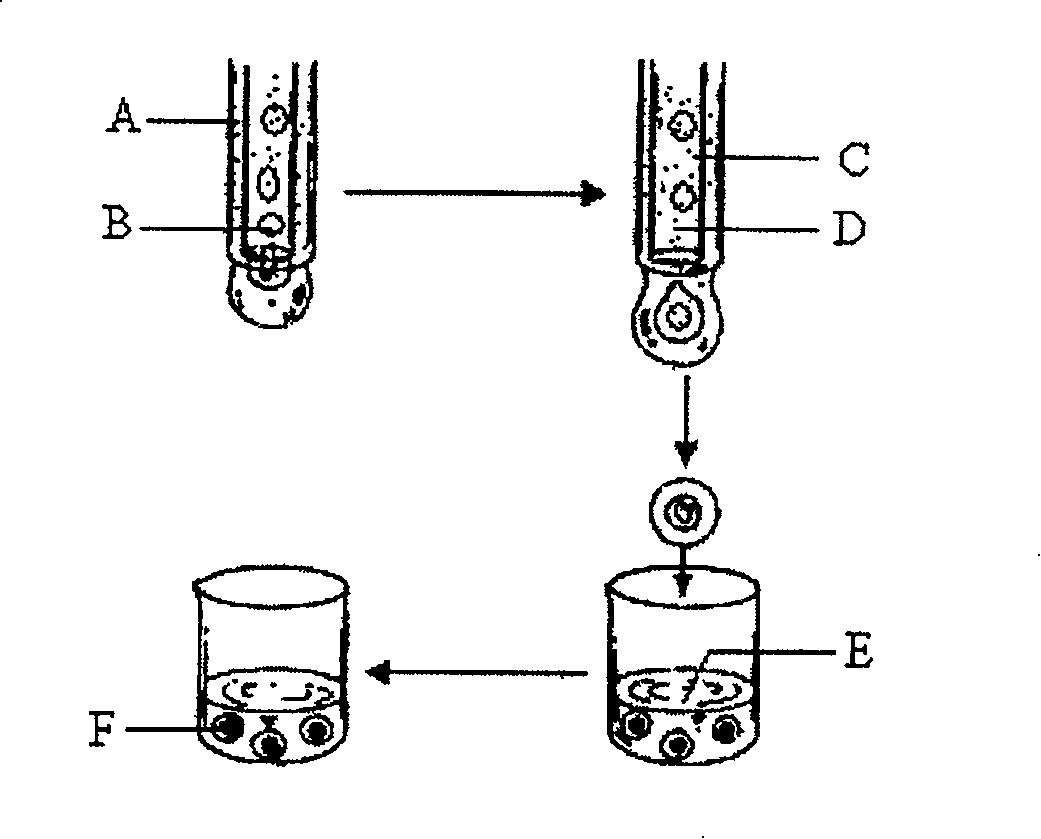 Cremastra appendiculata(D.Don)Makino artificial seed preparation method