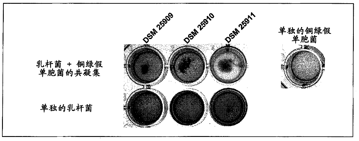 Novel lactic acid bacteria and compositions containing them