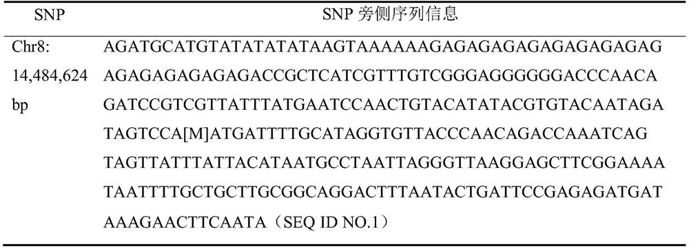 Single nucleotide polymorphism marker sites, primer pairs, kits and applications for identifying peach blossom boll-shaped/rose-shaped traits