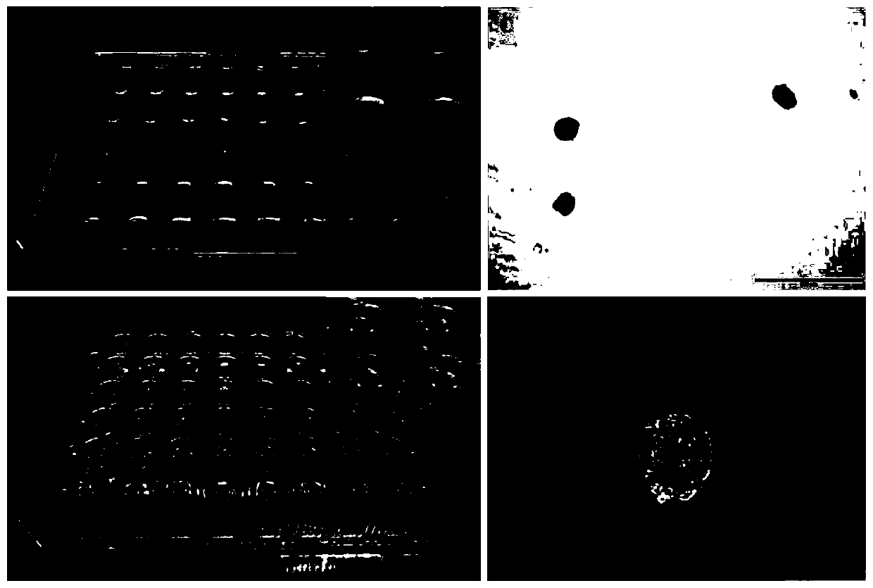 Preparation method and application of a tumor cell spheroid