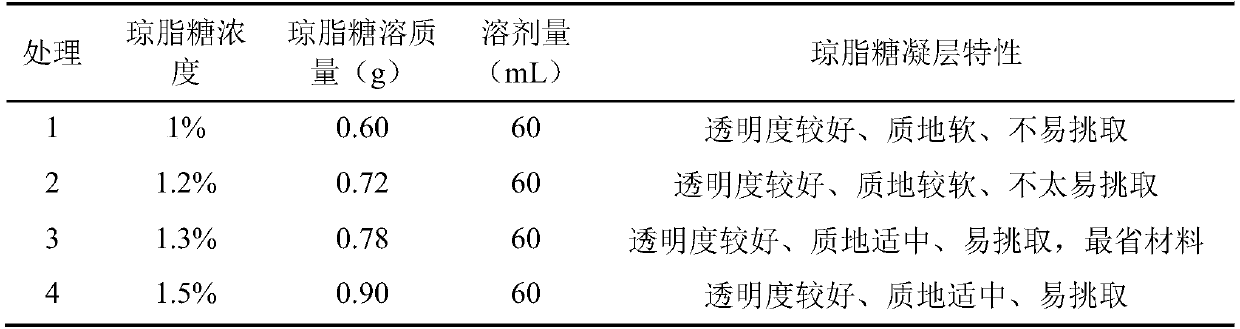 Method for separating plasmodiophora brassicae monospore on basis of methylene blue agarose method