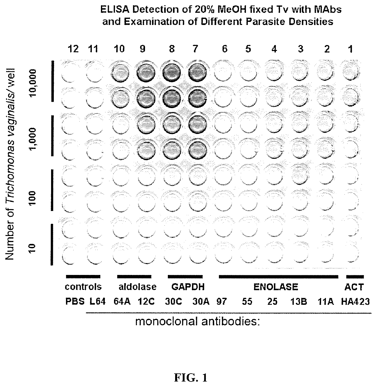 Strings of epitopes useful in diagnosing and eliciting immune responses to sexually transmitted infections