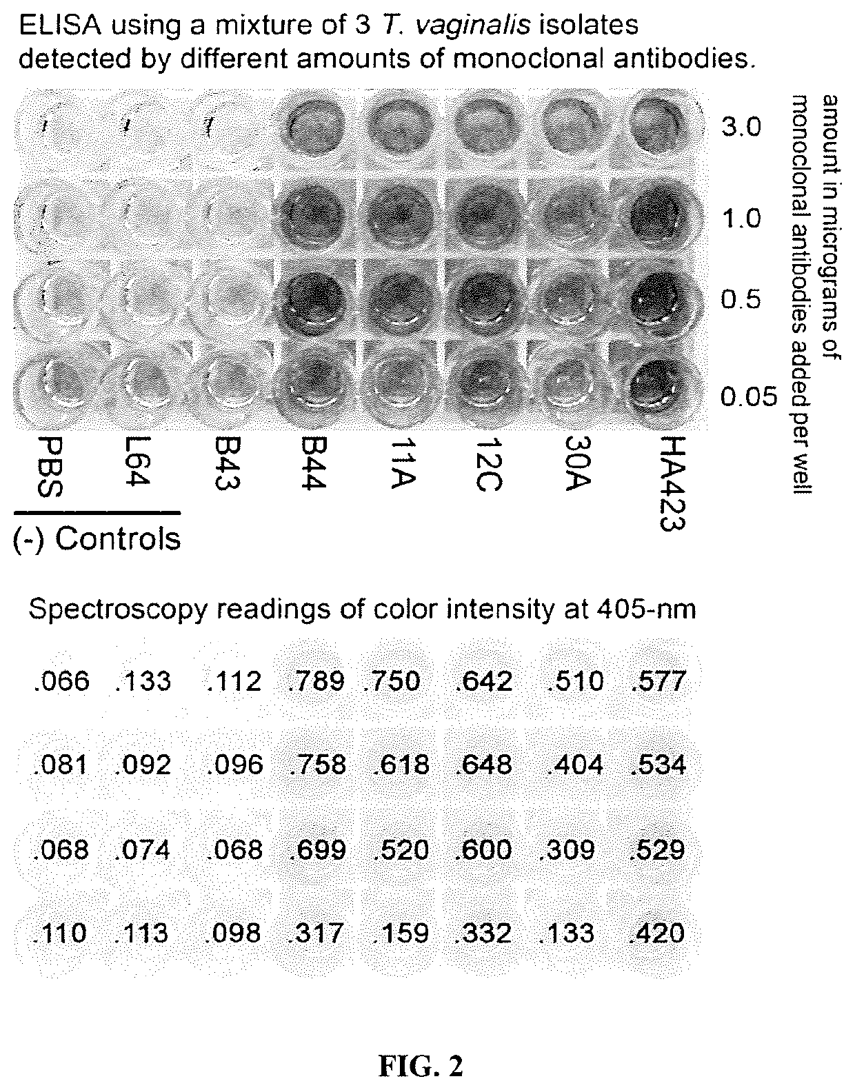 Strings of epitopes useful in diagnosing and eliciting immune responses to sexually transmitted infections