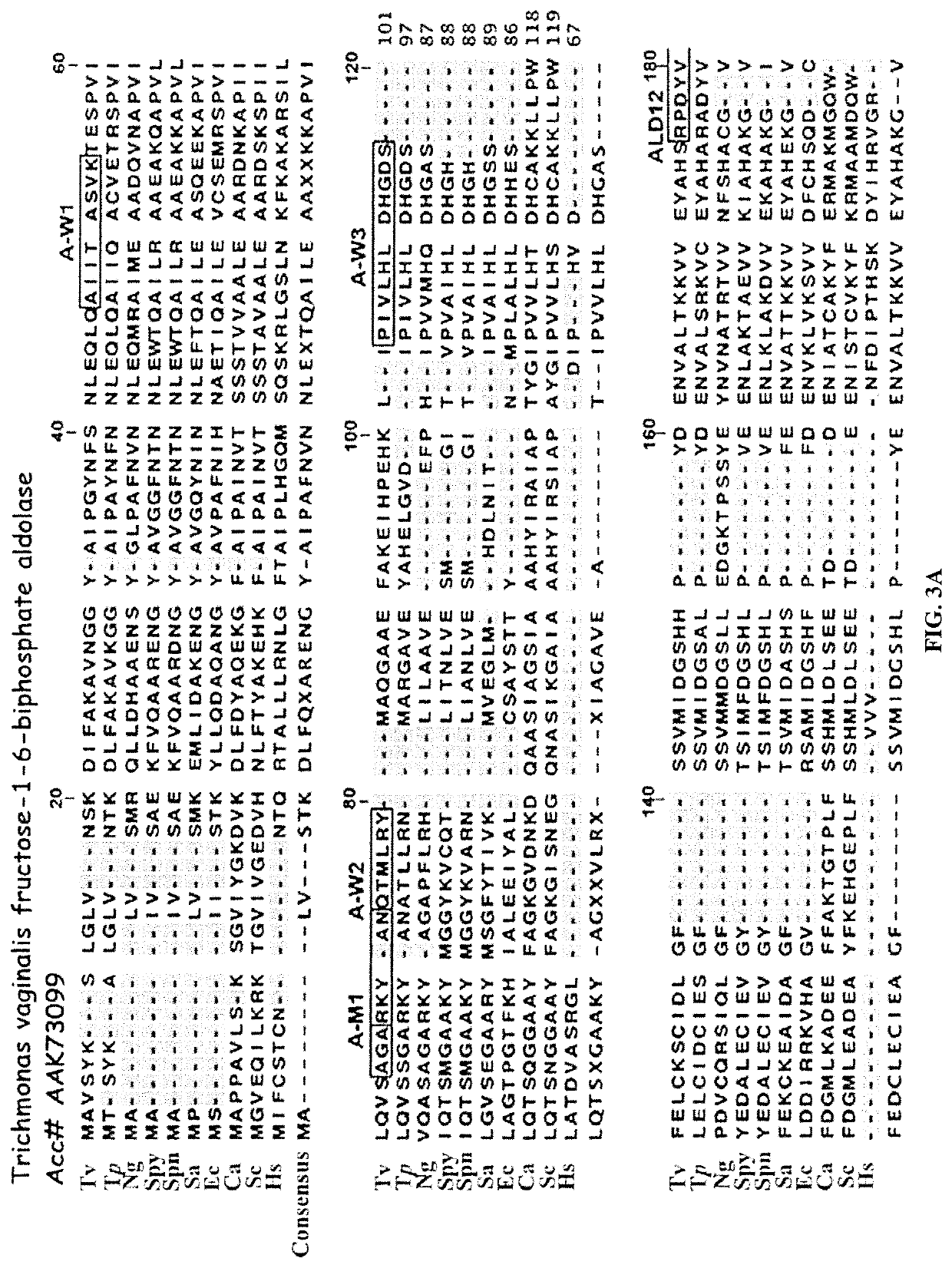Strings of epitopes useful in diagnosing and eliciting immune responses to sexually transmitted infections