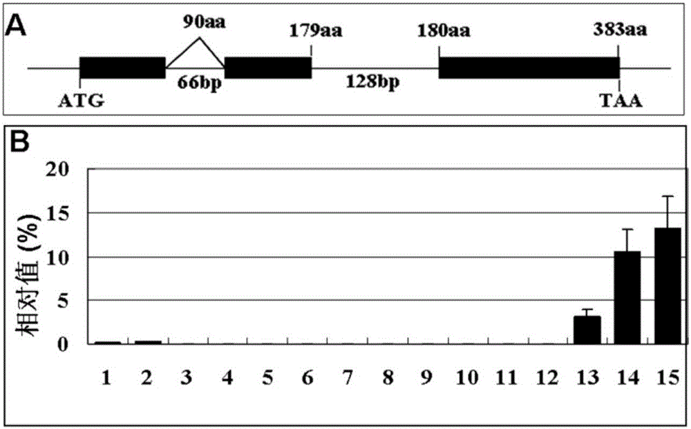 Cotton fiber development related GhFSN1 gene identification and application