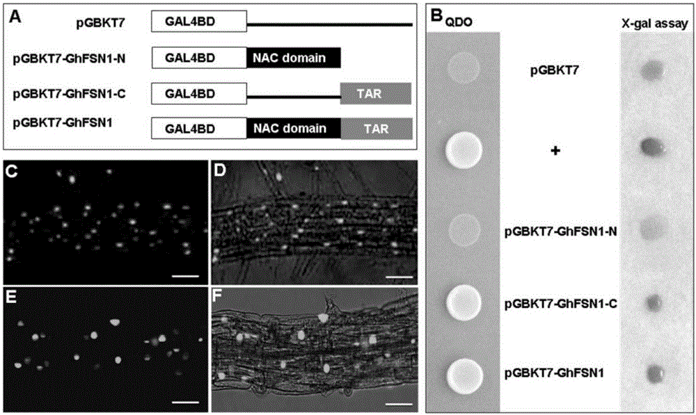 Cotton fiber development related GhFSN1 gene identification and application