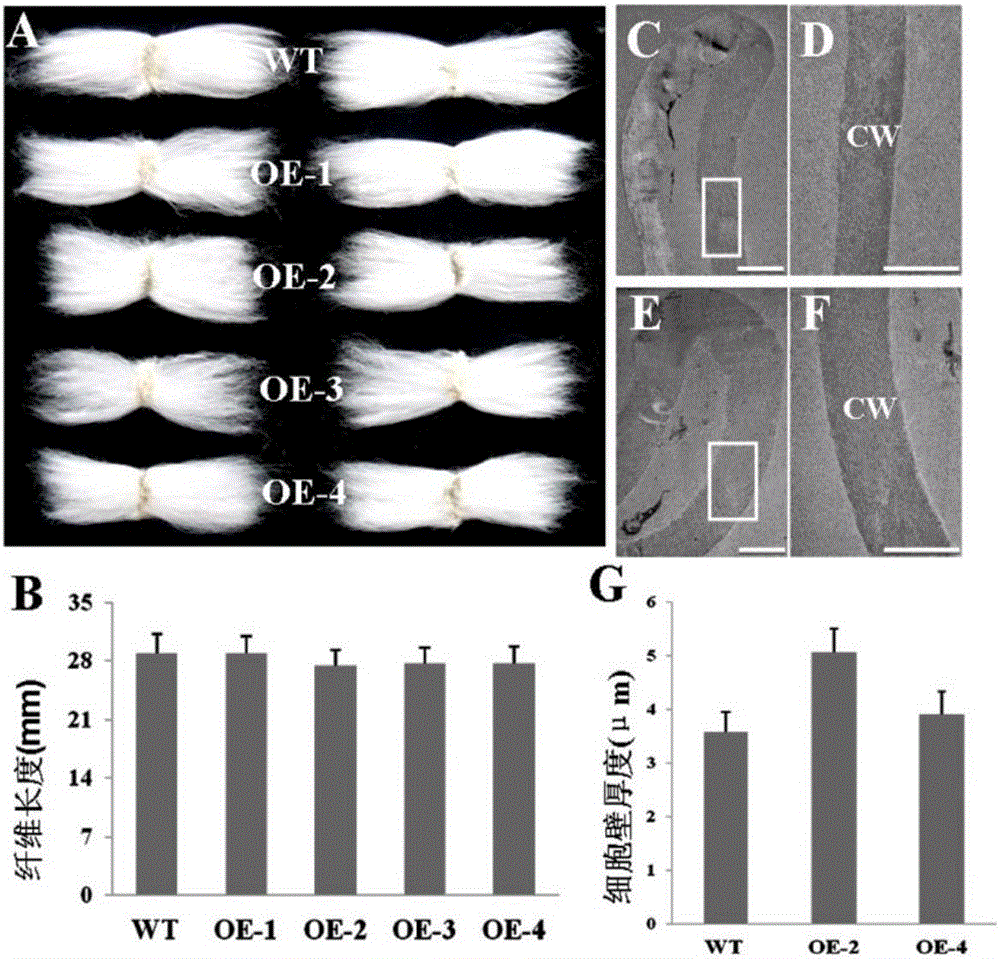 Cotton fiber development related GhFSN1 gene identification and application