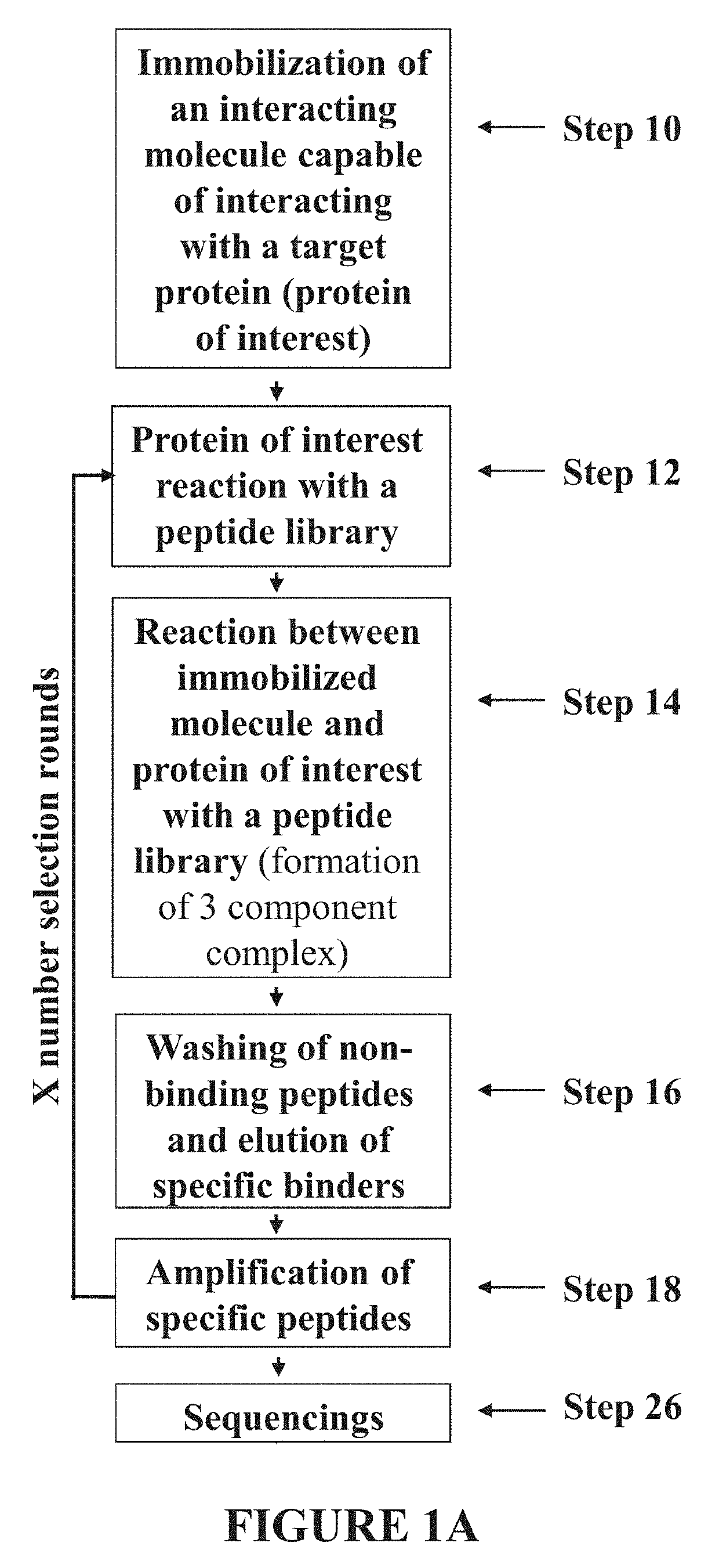PEPTIDES CAPABLE OF REACTIVATING p53 MUTANTS