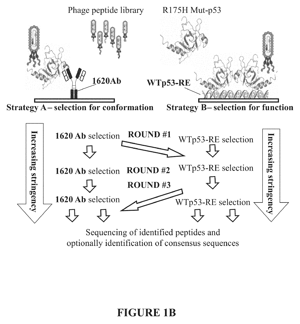 PEPTIDES CAPABLE OF REACTIVATING p53 MUTANTS
