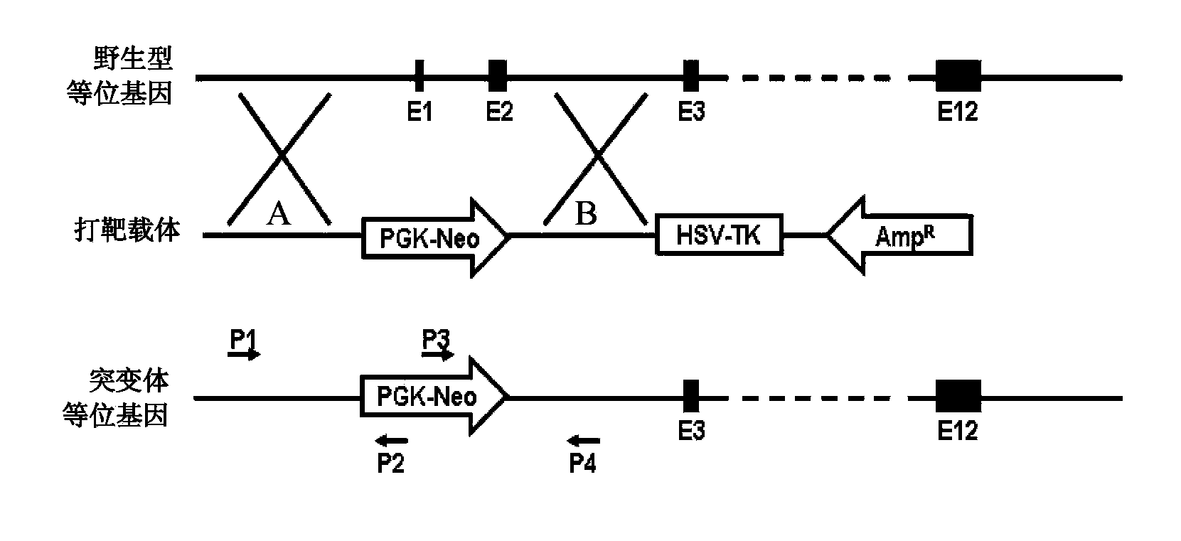 Making method and use of non-human mammal B lymphocyte defect animal model