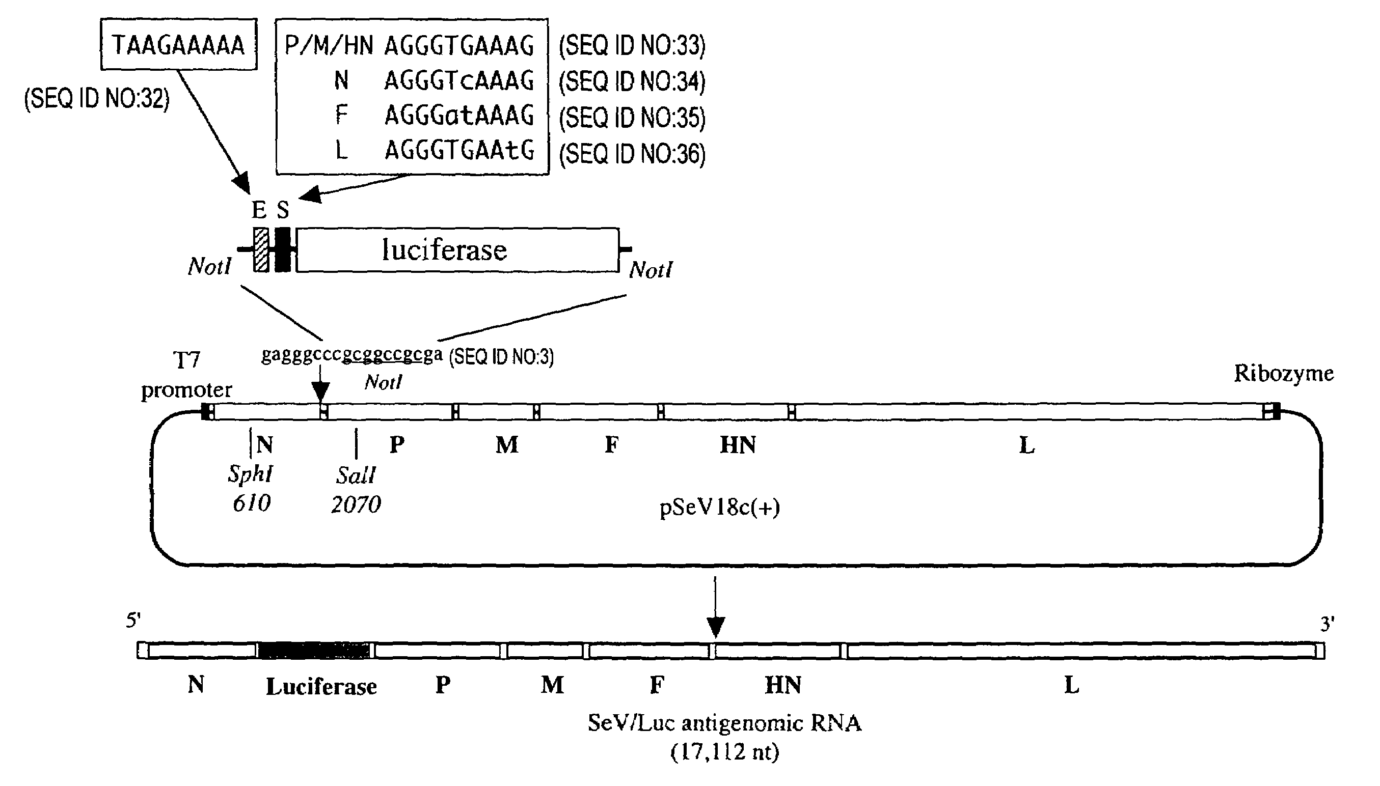 Paramyxoviruses comprising modified transcription start sequence