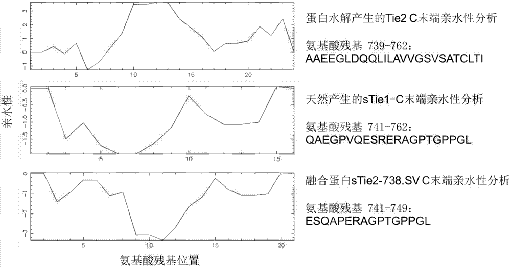 STie2 fusion protein, carrier thereof and pharmaceutical composition containing sTie2 fusion protein