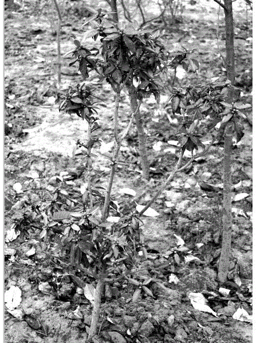 Tree shape cultivating method for Yunnan azaleas