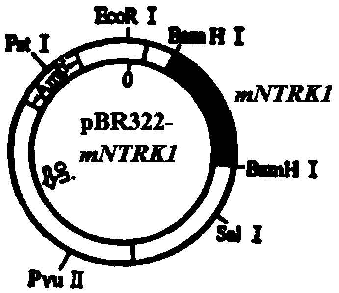 Human tropomyosin receptor kinase A mutant and application