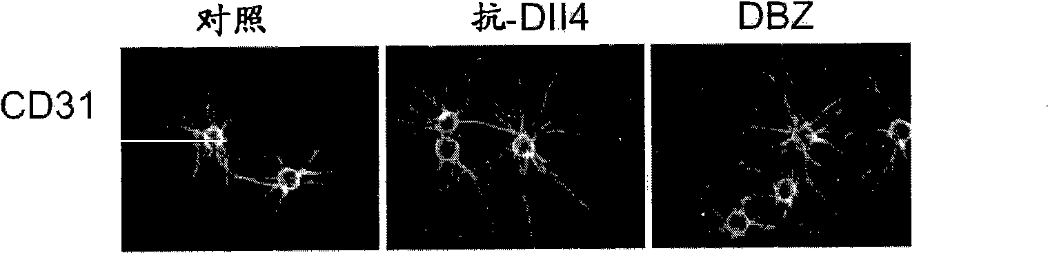 Compositions and methods for modulating vascular development