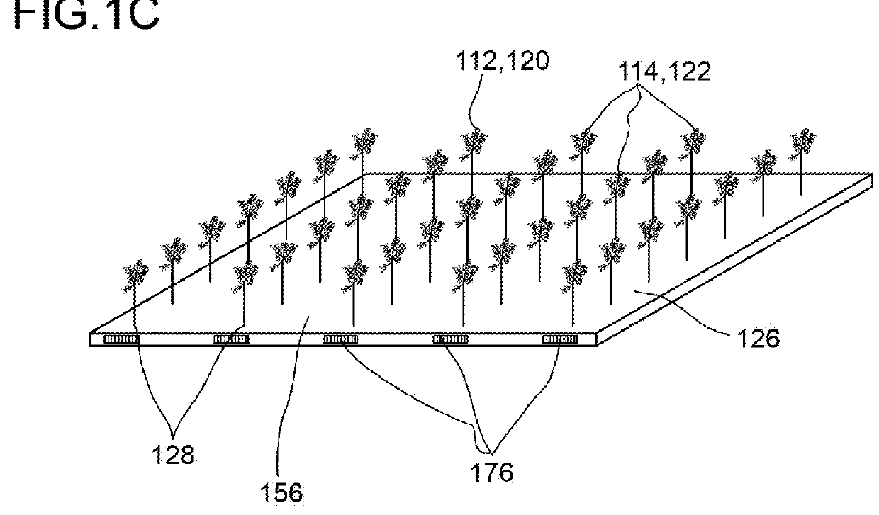 Screening device for screening plant specimens