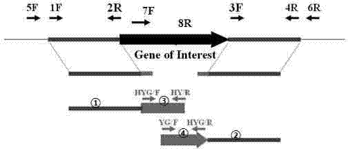 Fungus genetic screening method based on marker gene