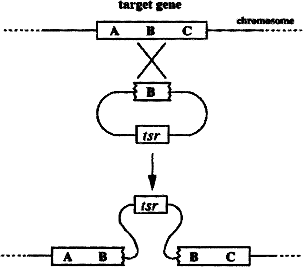 Gene recombination mediated by phiC312 and inheritance reformation for erythrocin producing bacterium