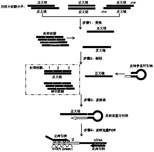 Small RNA detection method and use thereof