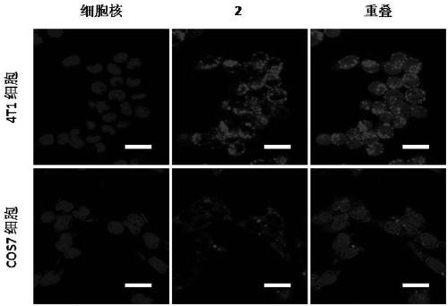 A kind of ethidium bromide derivative and its preparation and application in antitumor