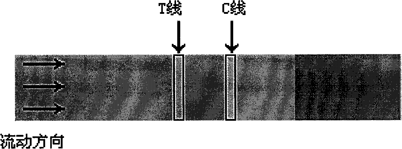 Colloid gold chromatographic test paper strip and preparation method thereof for fast detecting sibutramine