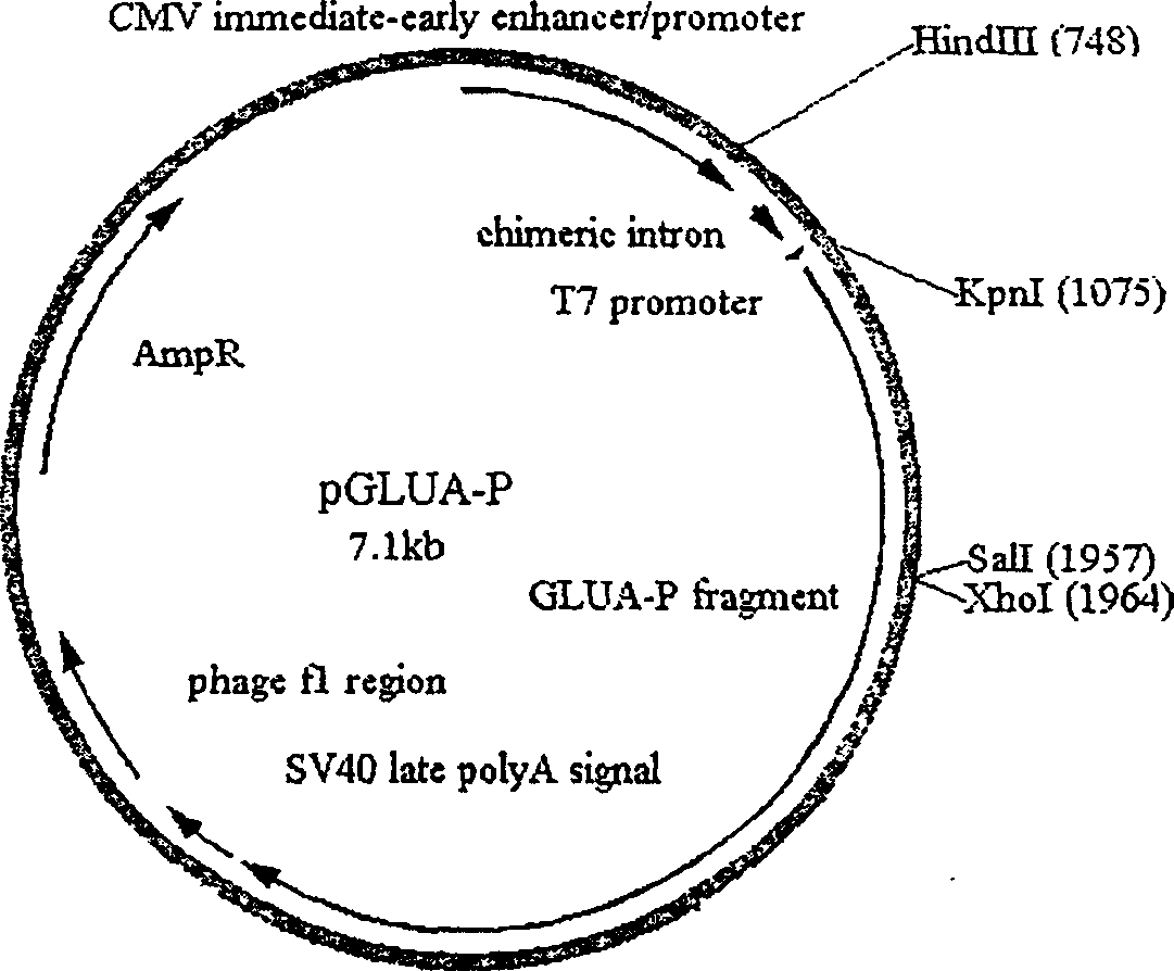 Fusion anticaries DNA vaccine and its preparation