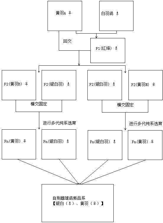 Method for breeding auto-sexing pigeon new lines