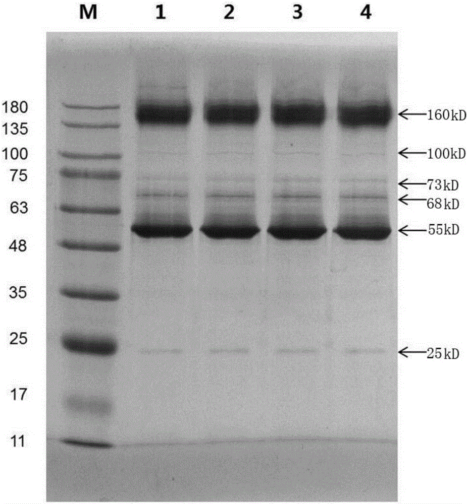 Mixture for improving memory and preparation method and application thereof