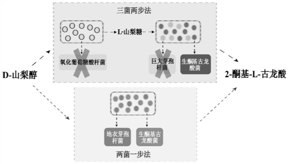 A kind of method for fermenting and producing vitamin C precursor 2-keto-l-gulonic acid