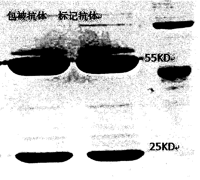 Method for preparing AFP (alpha fetoprotein) monoclonal antibody by in-vitro culture and application of AFP monoclonal antibody