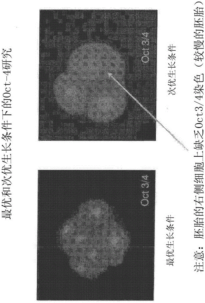 Method and quality control molecular based mouse embryo assay for use with in vitro fertilization technology