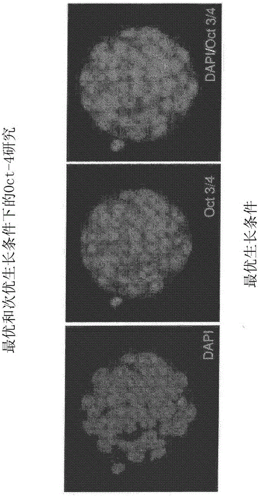 Method and quality control molecular based mouse embryo assay for use with in vitro fertilization technology