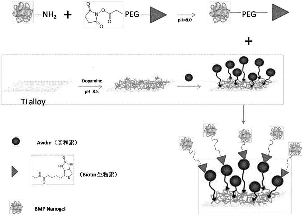 Preparation method of titanium alloy surface growth factor composite coating