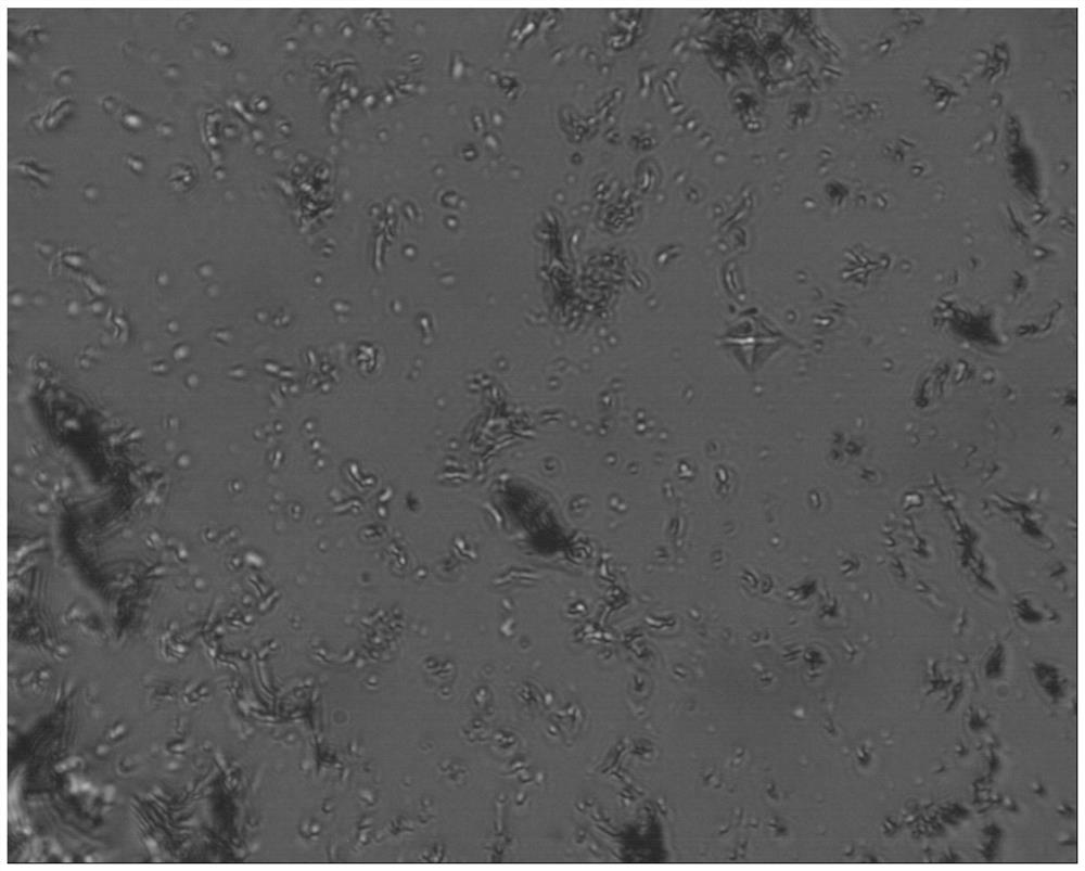 High-density boron carbide ceramic material and pressureless sintering preparation method thereof