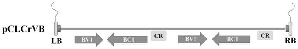 Cotton pollen fertility related long-chain non-coding RNA and application of target gene of cotton pollen fertility related long-chain non-coding RNA