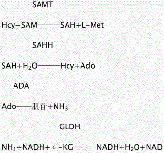 Liquid stable enzymic method homocysteine kit