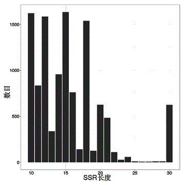 Method for developing SSR (Simple Sequence Repeat) molecular mark of nibea albiflora for population identification